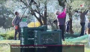 Nyons : une cueillette d'olives pour aider les associations locales