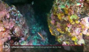 Alpes-Maritimes : plongée sous les eaux avec les photographes marins