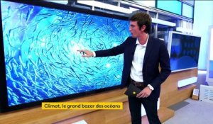 Océans : la taille des poissons impactée par le réchauffement climatique