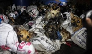 Indonésie : 52 chiots ont été sauvés d'un camion insalubre les transportant vers un abattoir illégal de viande de chien