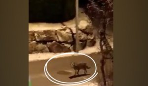 Loups filmés à Modane : «Ce n'est pas la psychose mais je ne sais pas quoi faire », confie le maire