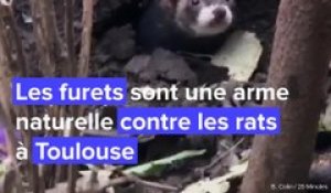 A Toulouse, des furets pour chasser les rats