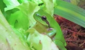 Elle trouve une grenouille vivante dans une... salade achetée en supermarché