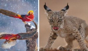 Ces 25 photographies finalistes du Wildlife Photographer of the Year sont en lice pour le prix du public