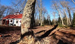 Il coupe un arbre et va avoir beaucoup de chance