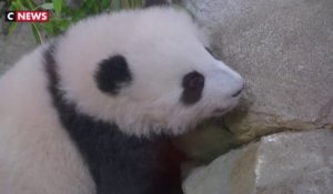 Au zoo de Beauval, les pandas à l'assaut des défis diplomatiques