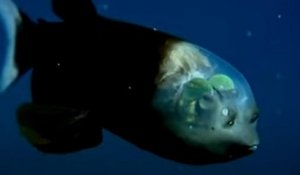 Californie : des biologistes marins découvrent un poisson à la tête transparente