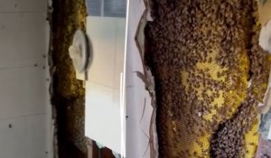 Une ruche géante de 80 000 abeilles retrouvée derrière une douche