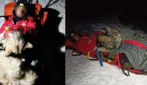 Croatie : un chien sauve la vie d'un homme tombé dans un ravin, en se couchant sur lui pour le réchauffer