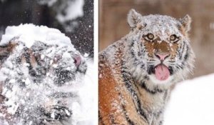 Cette photographe a immortalisé le moment parfait où un tas de neige est tombé sur la tête d'un tigre
