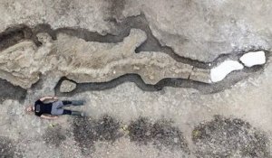Un gigantesque fossile d'un « dragon de mer » découvert entièrement au Royaume-Uni