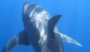 Un grand requin blanc photographié avec une énorme cicatrice de morsure interpelle la communauté scientifique