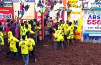 Inde : attraper le taureau par les cornes au festival de Jallikattu