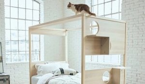 Une société japonaise a mis au point une structure de jeu intégrée à un lit pour votre chat