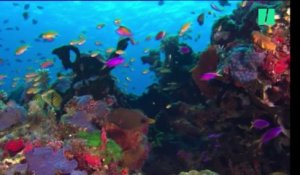 Protection de la Grande barrière de corail : "Un pansement sur une plaie artérielle"