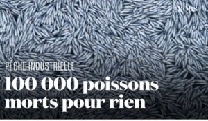 Pêche industrielle : des milliers de poissons morts retrouvés au large de La Rochelle