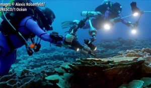 Un grand récif de corail sain découvert au large de Tahiti