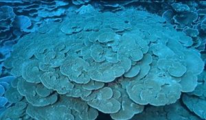 Fenêtre sur les Outre-mer - Biodiversité : le miracle polynésien