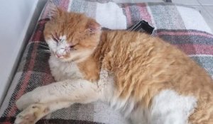 Nouvelle-Aquitaine : une famille retrouve son chat, sept ans après sa disparition