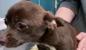 Un passant et son chien secourent un chihuahua enfermé dans un sac imbibé d'urine