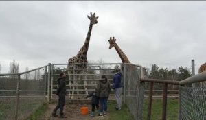 Famille - Atelier petits soigneurs à Thoiry