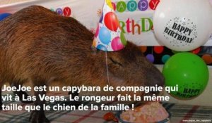 INSTACUTE : JoeJoe le capybara le plus mignon d’Instagram !