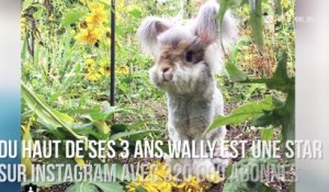 INSTACUTE : Wally : Le lapin angora fluffy