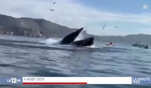 Zapping du 06/11 : Deux femmes se font gober par une baleine !