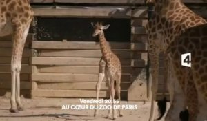 Au coeur du zoo de paris - France 4 - 07 10 16
