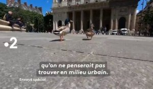Envoyé spécial (France 2) des animaux dans la ville