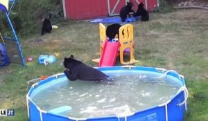 Le zapping du 25/08 : Insolite : Une famille d’ours s’incruste dans le jardin d’une famille américaine