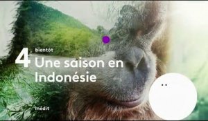Une saison en Indonésie (France 4) bande-annonce