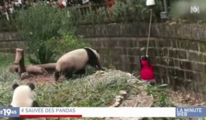Zapping du 14/02 : La chute d’une fillette dans l’enclos des pandas