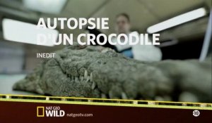 Autopsie d'un crocodile