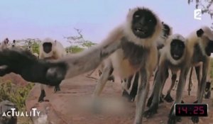 Le zapping du 13/01 : La réaction surprenante de singes à la mort d’un faux bébé singe…