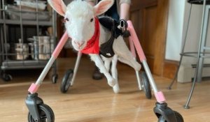 Cet agneau abandonné et victime de malnutrition a un fauteuil roulant adapté qui lui permet de se déplacer