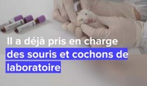 Un abri pour les animaux de laboratoire, en Charente