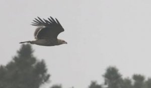 Pour la première fois depuis 1980, un aigle impérial a été vu dans l'ouest de la France