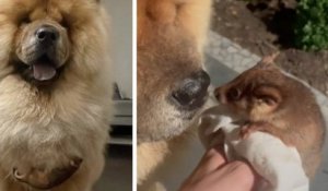 Elle découvre un petit opossum accroché à la fourrure de son chien et immortalise ce moment sur TikTok