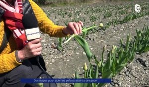 Reportage - Des tulipes par milliers !