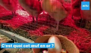 Chasse aux œufs de Pâques à la ferme de Gally, dans les Yvelines