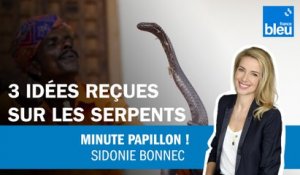 3 idées reçues sur les serpents