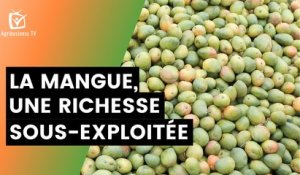 Burkina Faso : La mangue, une richesse sous-exploitée