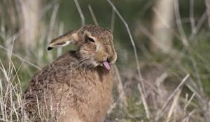 Territoire-de-Belfort : Une cagnotte lancée pour soigner une lapine défenestrée