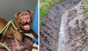 États-Unis : un surveillant pénitentiaire a été arrêté après avoir abattu et jeté son chien dans un fossé
