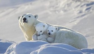 Ce photographe animalier a pris des sublimes clichés d'une famille d'ours polaires