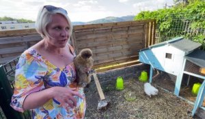 Les poules : Nouvelles stars des jardins ligériens