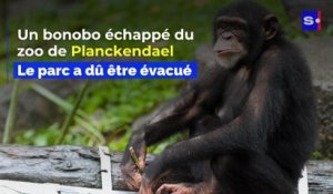 Le Zoo de Planckendael évacué: un bonobo s’est échappé de son enclos