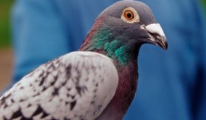 Un pigeon arrêté pour trafic de stupéfiants !