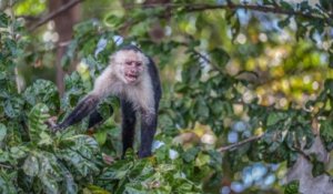 Variole du singe : les cas se multiplient en France
